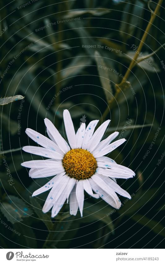 Leukantheme Blume in der Natur im Freien leucanthemum Schönheit geblümt grün Blatt Farbe Detailaufnahme Feld Makro Wildblume gelb 1 hell Dekoration & Verzierung