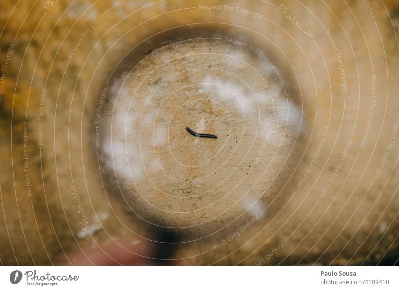 Insekt auf Vergrößerungsglas Lupe erkunden Makroaufnahme Nahaufnahme Lupeneffekt Farbfoto Natur Außenaufnahme Tag vergrößert Schwache Tiefenschärfe Wildtier