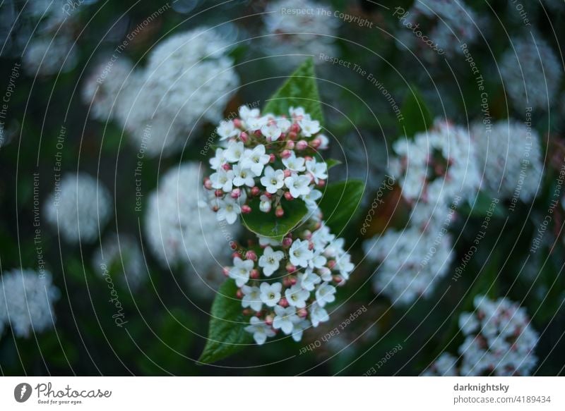 Immergrüner Schneeball Strauch zur frühen Blütezeit mit weiß, grün und rosa Natur Farbfoto Sträucher Pflanze Schwache Tiefenschärfe Textfreiraum unten rot