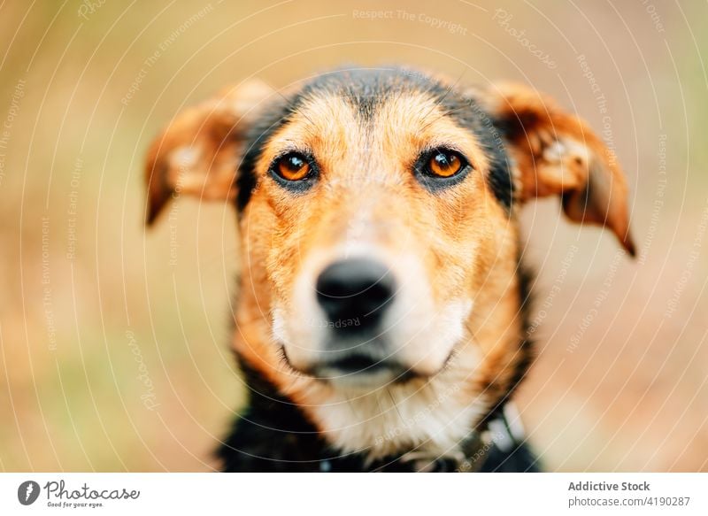 Gehorsamer Mischlingshund Maulkorb auf unscharfem Park Hintergrund Hund Haustier bezaubernd heimisch Freund niedlich loyal gehorsam Tier Säugetier Fell Kreatur