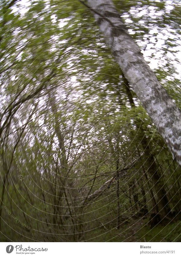 wald Wald Baum Natur