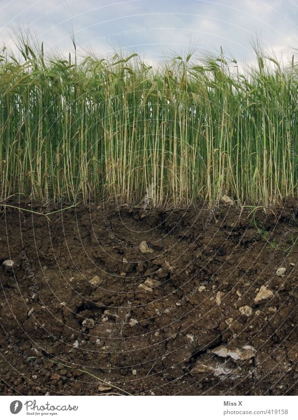 Querschnitt Natur Pflanze Erde Sommer Gras Feld Wachstum Weizenfeld Kornfeld unterirdisch Boden Ackerboden Landwirtschaft pflügen Wurzel Getreidefeld Farbfoto