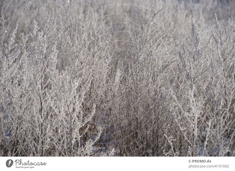 Vereiste Pflanzen Winter Eis vereist braun beige Natur kalt Frost gefroren Menschenleer Außenaufnahme Eiskristall Raureif Kristallstrukturen