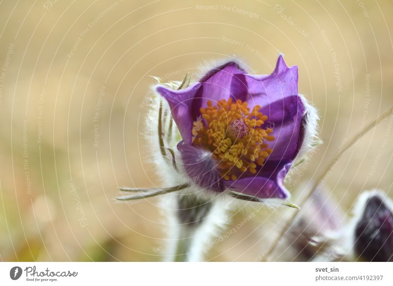 Pulsatilla patens Blütenkopf mit violetten Blütenblättern und orangefarbener Mitte im Freien in Nahaufnahme. Pulsatilla patens, Finger-Kuhschelle, Fingerküchenschelle, Stern-Kuhschelle, Sternküchenschelle.