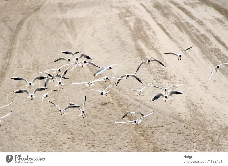 Möwenattacke  am Strand agressiv Angriff Natur Landschaft Usedom Ostseestrand Tier Außenaufnahme Farbfoto Ferien & Urlaub & Reisen Sand Mecklenburg-Vorpommern