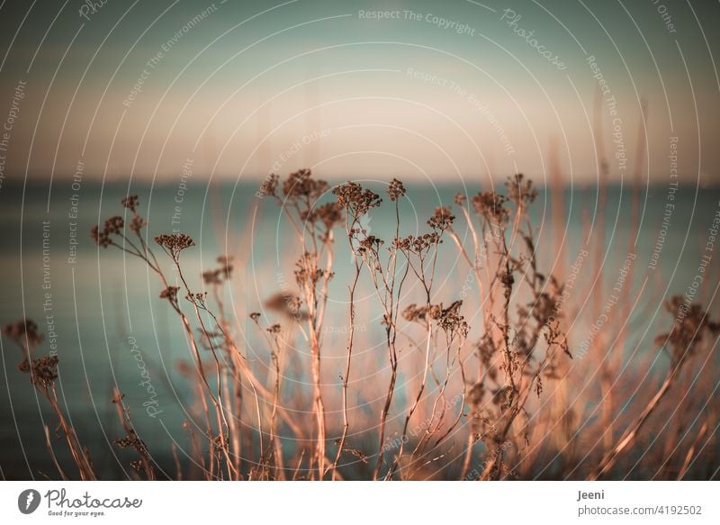 Zarte Seite am Wegesrand Pflanze Pflanzen Sonnenlicht Sonnenschein hauchzart Himmel Meer Umwelt Natur natürlich natürliches Licht Schafgarbe Blume Blüte