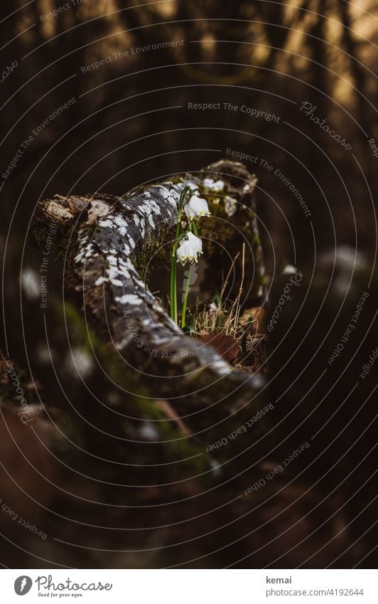 Märzenbecher im Wald Waldboden weiß grün Ast wachsen blühen Frühling braun frisch Natur schön Pflanze Blume Schwache Tiefenschärfe natürlich Blühend