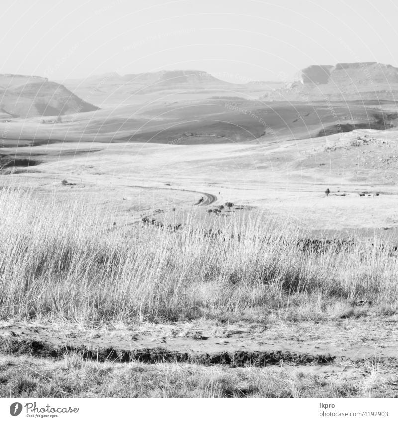 in südafrika land busch und baum Afrika Süden Landschaft gelb grün Berge u. Gebirge Hügel Himmel Park gry Cloud Afrikanisch Natur national malerisch Gras