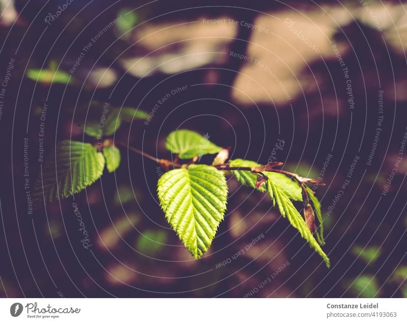 Haselnusszweig mit jungen Blättern im Frühlingslicht. Schatten dunkel schwarz hellgrün Sonnenfleck Pflanze Natur Wachstum Außenaufnahme natürlich Blatt Tag Baum