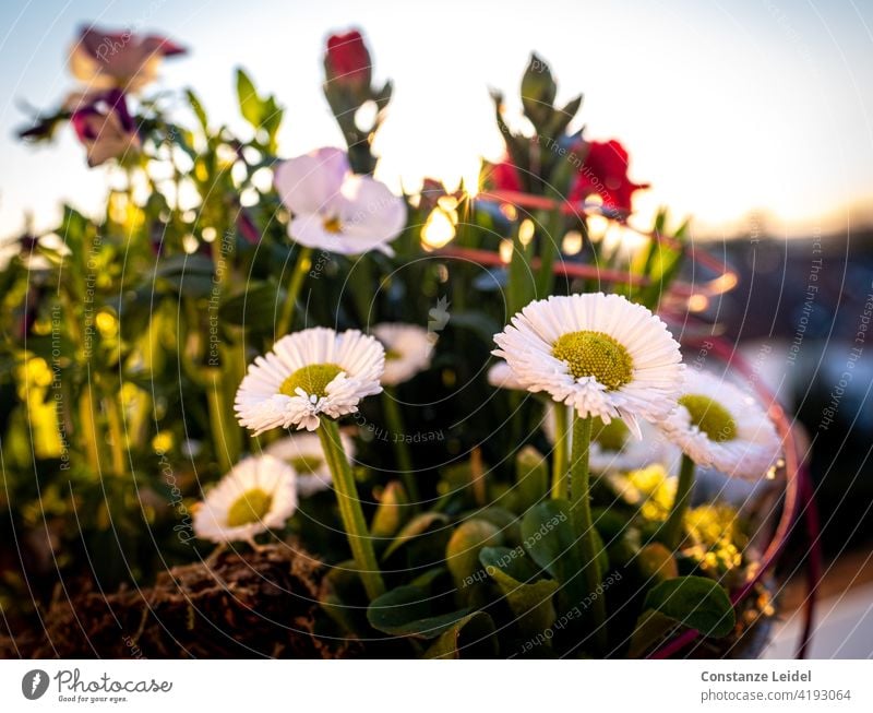 Gänseblümchen auf dem Balkon im Abendlicht. Sonnenuntergang Sonnenlicht Außenaufnahme Farbfoto Pflanze Blume Tag Nahaufnahme Sommer Natur Blüte grün Wiese