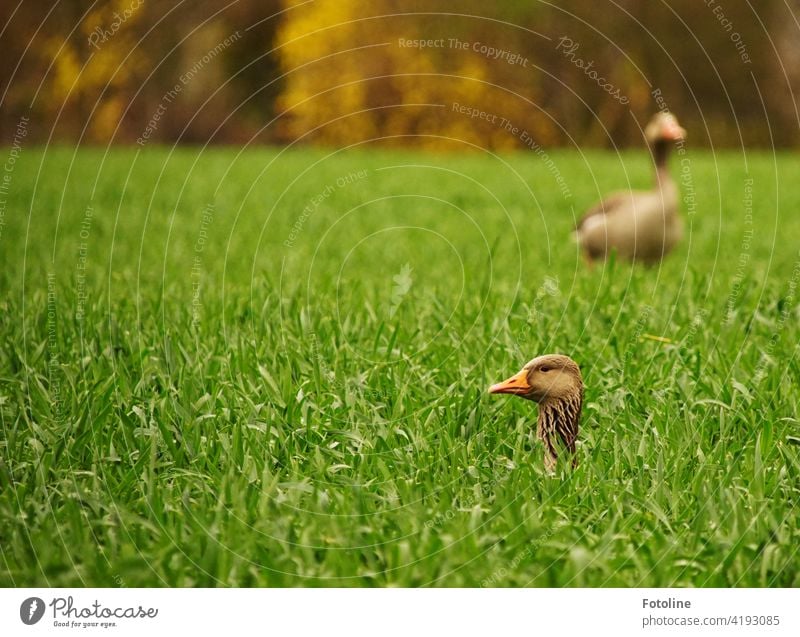 Zwei Gänse spielen Verstecken. Eine sucht, die andere guckt, ob jemand guckt. Gans Natur Vogel Tier Außenaufnahme Wildtier Umwelt Farbfoto Menschenleer