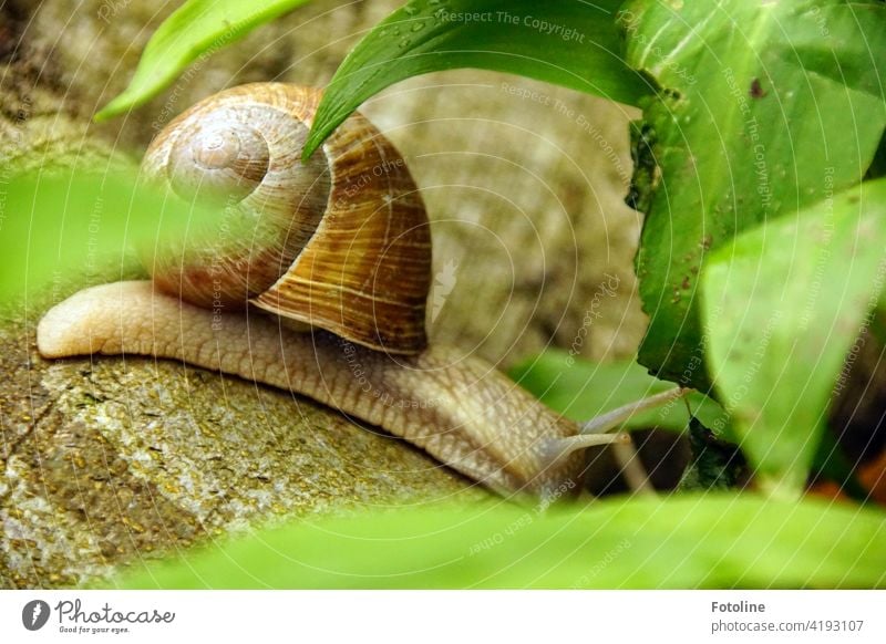 Im Wald zwischen Bärlauchblättern - kriecht die Weinbergschnecke auf der Suche nach... ja wonach? Waldboden Wildgemüse Blätter Blatt grün Blattgrün natürlich