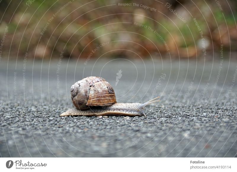 Langsam kriecht die Weinbergschnecke über den weg und grübelt, wie sie schnell rüber kommt, ohne überfahren oder zerlatscht zu werden. Ich hab mal eingegriffen und sie auf die andere Wegseite gesetzt. Natürlich erst nach dem Foto.