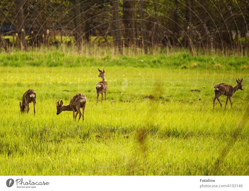 Endlich ist der Winter zu Ende und es gibt wieder frisches Grün, welches die Rehe anlockt und sie ganz vergessen lässt, dass da die Fotoline druchs Gestrüpp trampelt, um sie zu fotografieren.