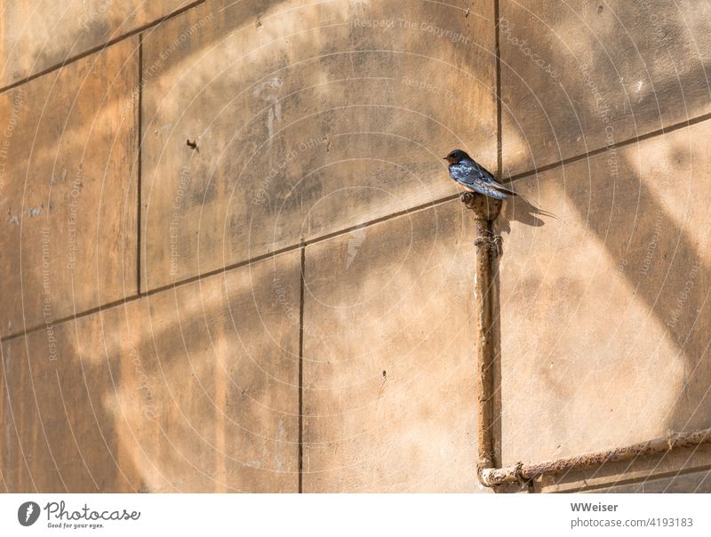 Eine Schwalbe macht noch keinen Sommer, aber sie macht fröhlich Rauchschwalbe Vogel klein Wand Sonne Frühling sitzen Oause ausruhen fliegen einzeln schwirren