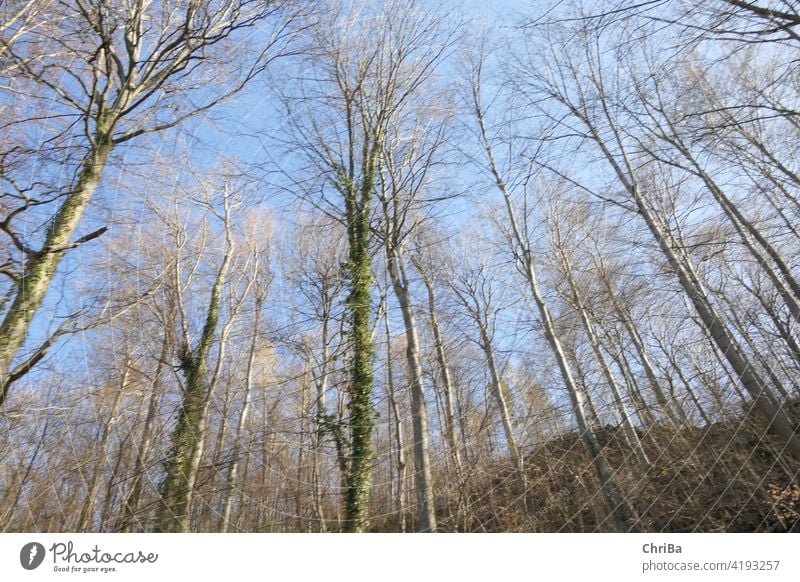 Frühlingswald mit zartem Grün und blauem Himmel von unten nach oben gesehen natural below forest green light nature woods foliage environment lush leaf plant