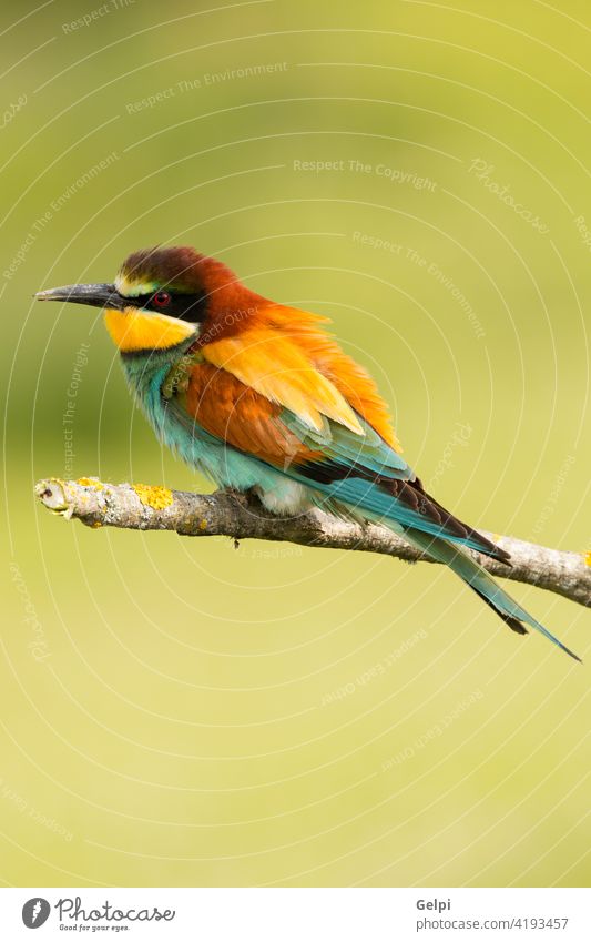 Kleiner Vogel mit schönem Gefieder Tierwelt Bienenfresser Apiaster farbenfroh Europäer Esser rot grün Feder Fauna blau gelb Fliege exotisch Freiheit Flügel