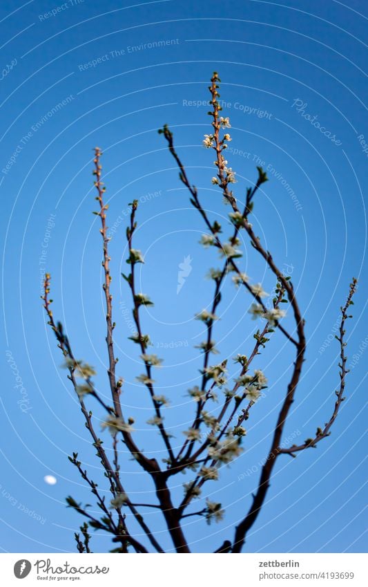 Pflaumenblüten mit Mond im Hintergrund ast baum blühen erholung erwachen ferien frühjahr frühling frühlingserwachen garten himmel kleingarten kleingartenkolonie