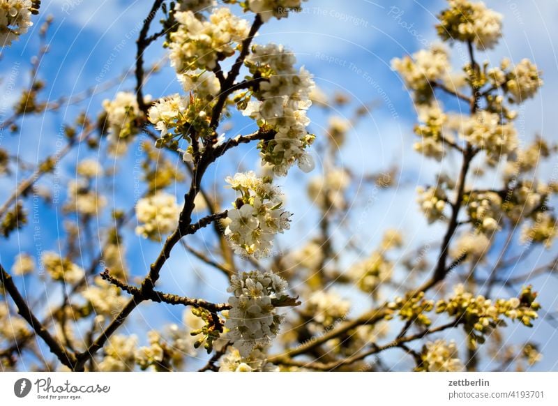 Kirschblüten ast baum blühen erholung erwachen ferien frühjahr frühling frühlingserwachen garten himmel kleingarten kleingartenkolonie knospe menschenleer natur