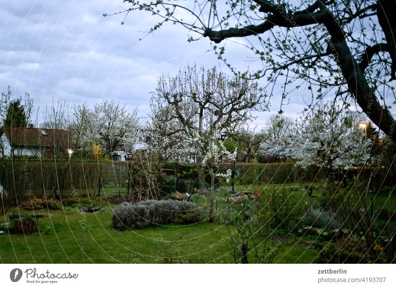 Gärtchen am Abend / im Frühling abend ast baum blühen blüte dunkel dämmerung erholung erwachen ferien frühjahr frühling frühlingserwachen garten himmel