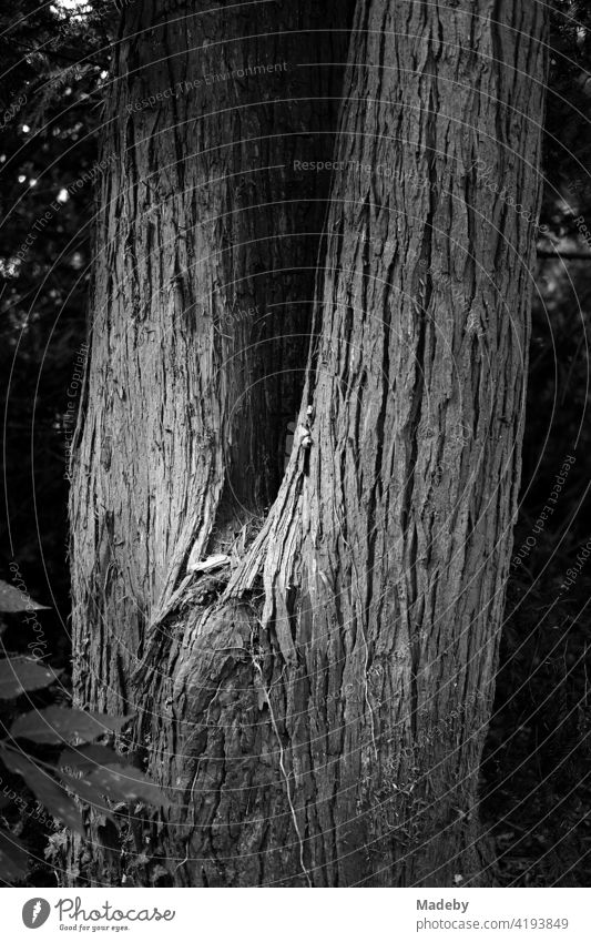 Gabelung eines alten Baum mit schöner Rinde im Weberpark in Oerlinghausen bei Bielefeld am Hermannsweg im Teutoburger Wald in Ostwestfalen-Lippe, fotografiert in neorealistischem Schwarzweiß