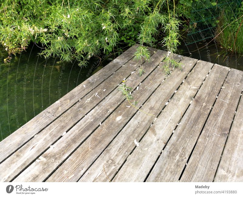 Badesteg aus schönem alten Holz am Ufer des Nesthauser See im Sommer bei Paderborn in Ostwestfalen-Lippe Steg Holzsteg Bootssteg see Teich Gewässer Landschaft