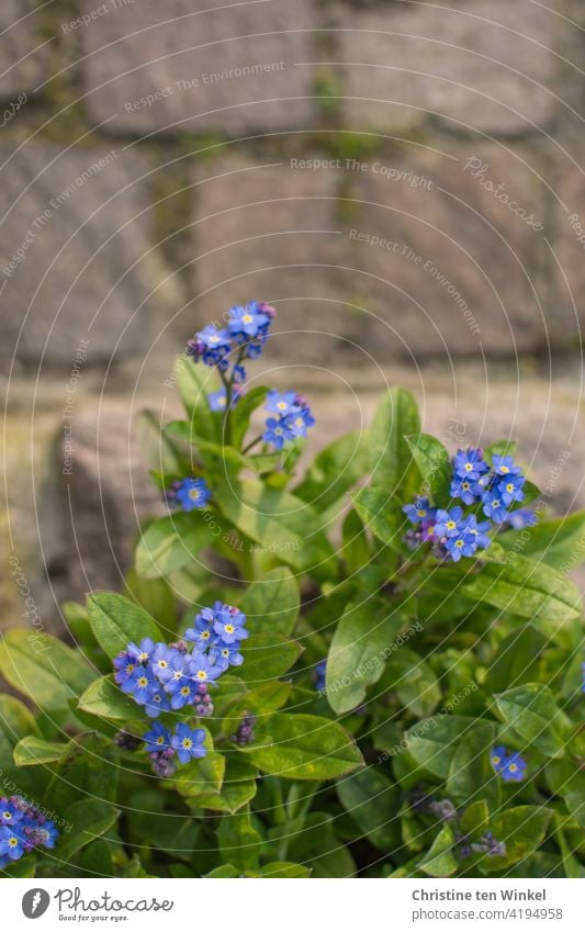 Blick von oben auf Vergissmeinnicht / Myosotis  und Pflastersteine blau grün Frühling schön romantisch Frühjahrsblüher Blumen Natur Pflanze Nahaufnahme