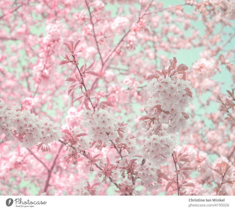 Blütentraum in weiß und rosa mit etwas zartblauem Himmel, der durch die Blüten zu sehen ist Blütenfülle Frühling Blühend Baum Natur Garten Park Frühlingsgefühle