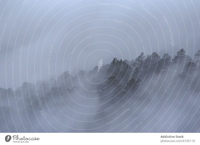 Dichter Nebel über grünem Wald Landschaft Wälder Stimmung Berge u. Gebirge Hochland dick sierra de guadarrama Spanien Dunst national Park dicht Gelände