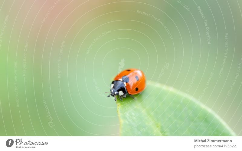 Marienkäfer auf Blatt Insekt rot Nahaufnahme Natur krabbeln grün klein Sommer Glück Außenaufnahme Schwache Tiefenschärfe Makroaufnahme Menschenleer Käfer