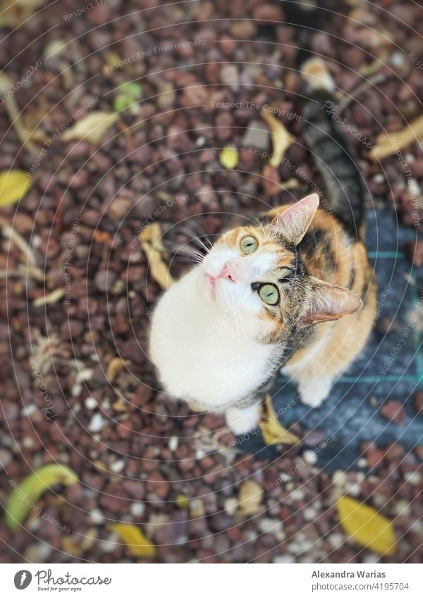 Katze schaut neugierig nach oben Katzenkopf Katzenauge Katzenohr katzenhaft getigerte Katze Katzenblick Blick nach oben