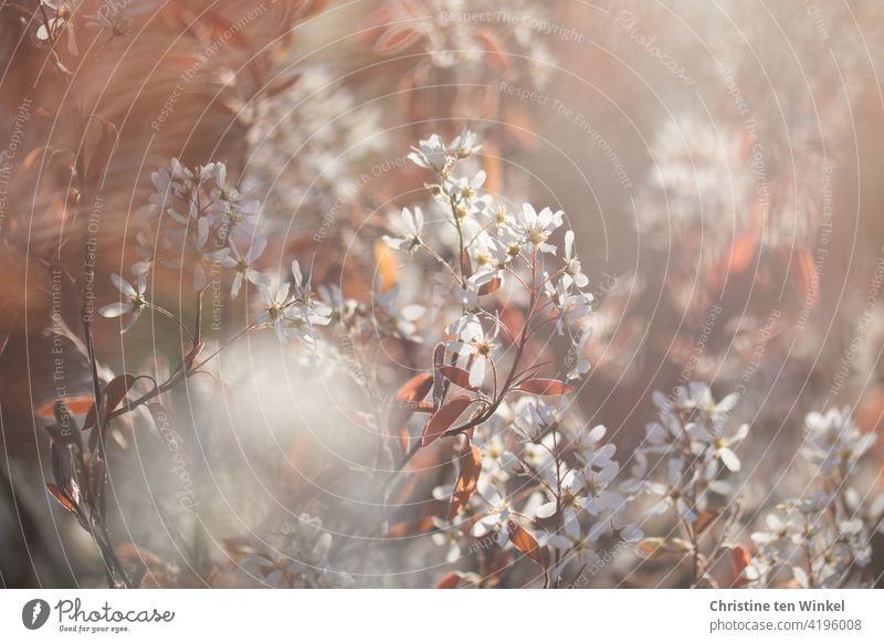 Weiße zarte Blüten der Felsenbirne / Amelanchier  im Gegenlicht der tiefstehenden Sonne Kernobstgewächs Rosengewächs blühend Blütenfülle Sonnenlicht romantisch