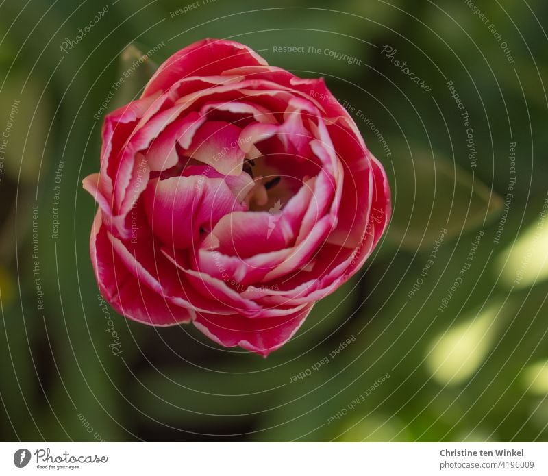 Leicht geöffnete gefüllte pink und weiße Tulpenblüte. Grüner Hintergrund mit Sonnenlichtreflexen. Blick von oben. Blume Frühling Blüte Frühlingsgefühle Natur