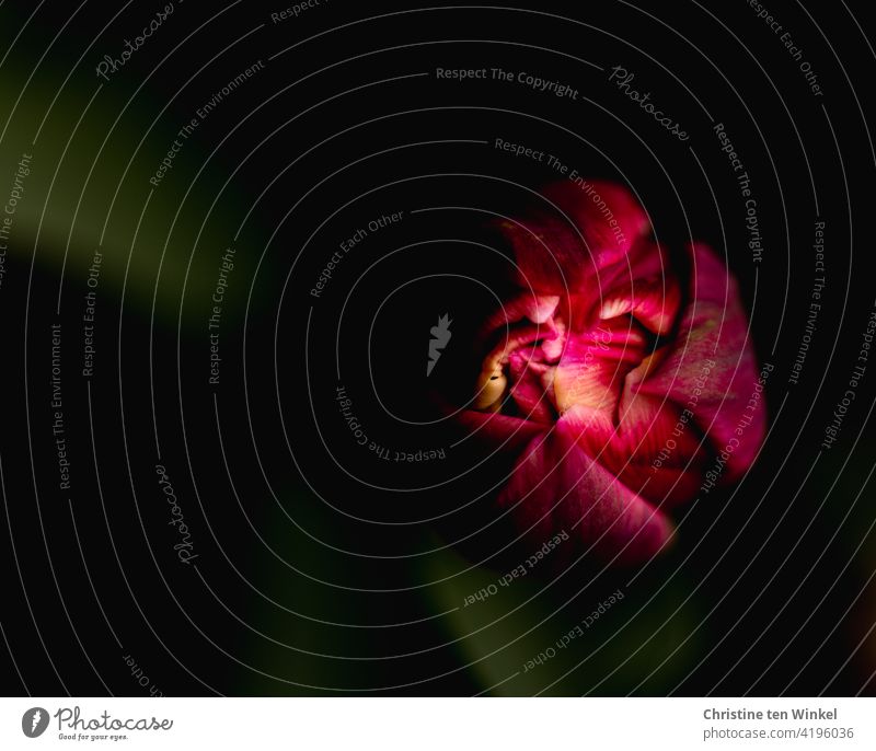 Geschlossene gefüllte pinkfarbene Tulpenblüte mit Sonnenlichtreflexen. Von oben fotografiert mit dunklem Hintergrund. Blume Frühling Blüte Frühlingsgefühle