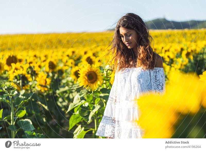 Junge Frau in einem Sonnenblumenfeld im Sommer Feld sorgenfrei Blume gelb Blütezeit genießen Glück stehen Natur Freiheit positiv Wiese Landschaft jung Optimist