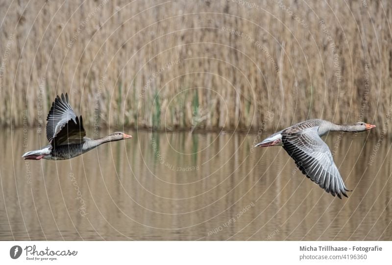 Fliegende Wildgänse am See Graugänse Anser anser Gänse Kopf Schnabel Auge Hals Federn Gefieder Flügel Beine Flügelschlag Spannweite fliegen Flug Sonnenschein