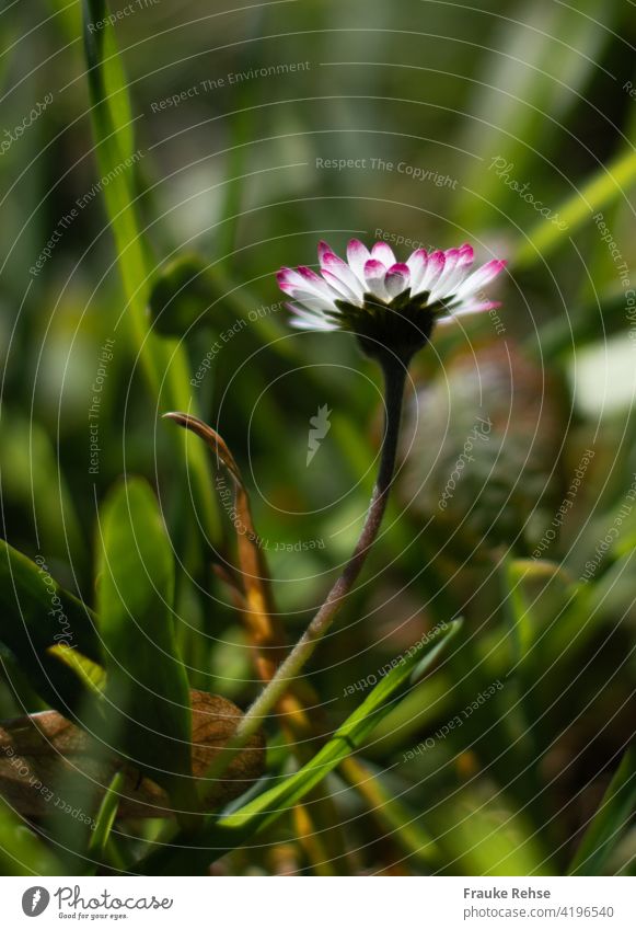 Ein Gänseblümchen von seiner pinken Seite - Nahaufnahme mit Gräsern Perspektive von unten weiß rosa Blüte Frühling Garten Wiese im Gras Blütenblätter blühend