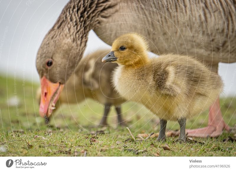 Gänseküken unter Beobachtung Graugans Küken wiese Vögel Entenvögel Gans Schnabel niedlich