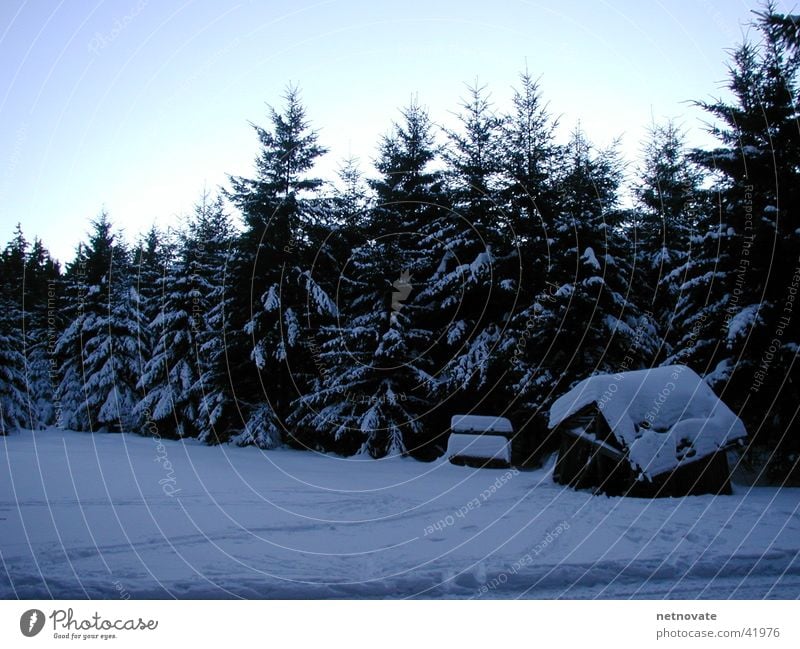 WINTER I Winter Baum Licht Schnee