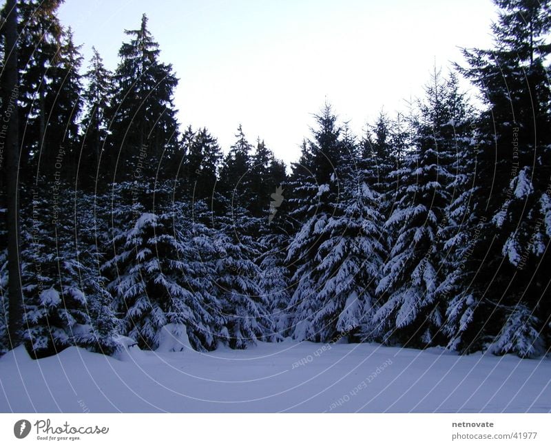 WINTER II Winter Baum Licht Schnee