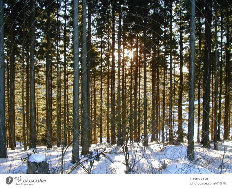 WINTER III Winter Baum Licht Schnee