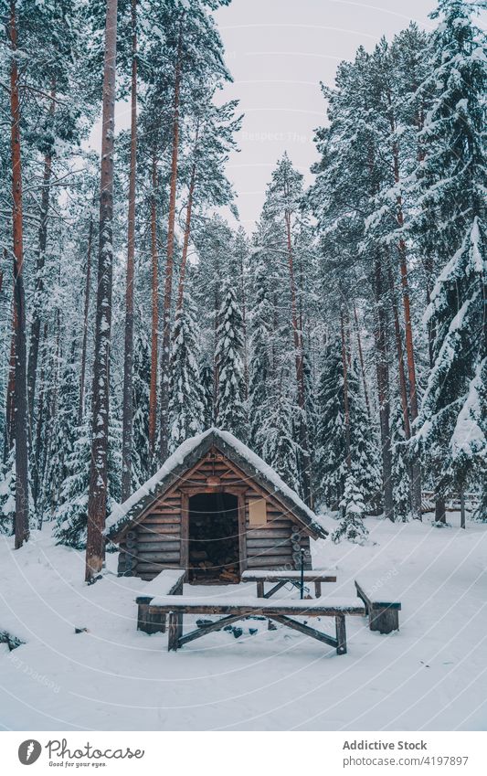 Holzhaus im Winterwald hölzern Haus Wald Schnee Bruchbude nadelhaltig Wälder Bank Tisch Landschaft Baum Natur kalt Saison Umwelt Fichte Tanne hoch Kiefer