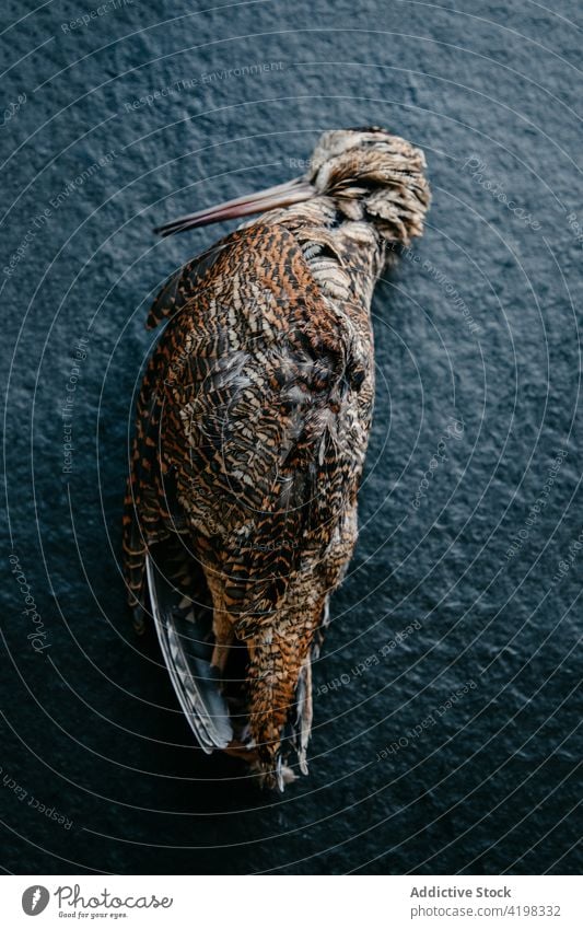 Einzelner Wildvogel mit braunem Gefieder, zum Kochen vorbereitet Vogel Kadaver tot wild Feder Kreatur vorbereiten kulinarisch ungekocht beängstigend dramatisch