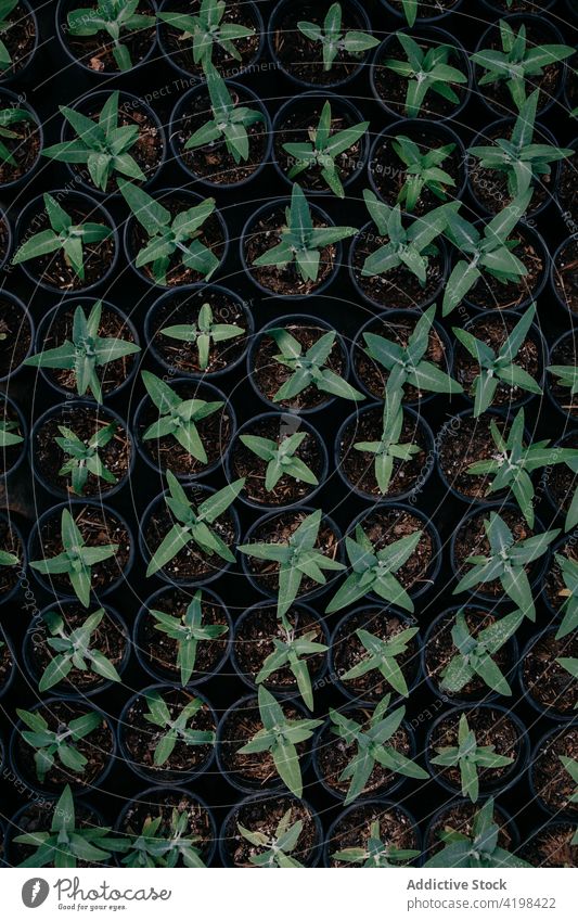 Gemischte Töpfe mit Sprossen im Garten Keimling sprießen kultivieren Gartenbau Topf Boden Pflanze Gewächshaus Wintergarten Hintergrund botanisch Wachstum