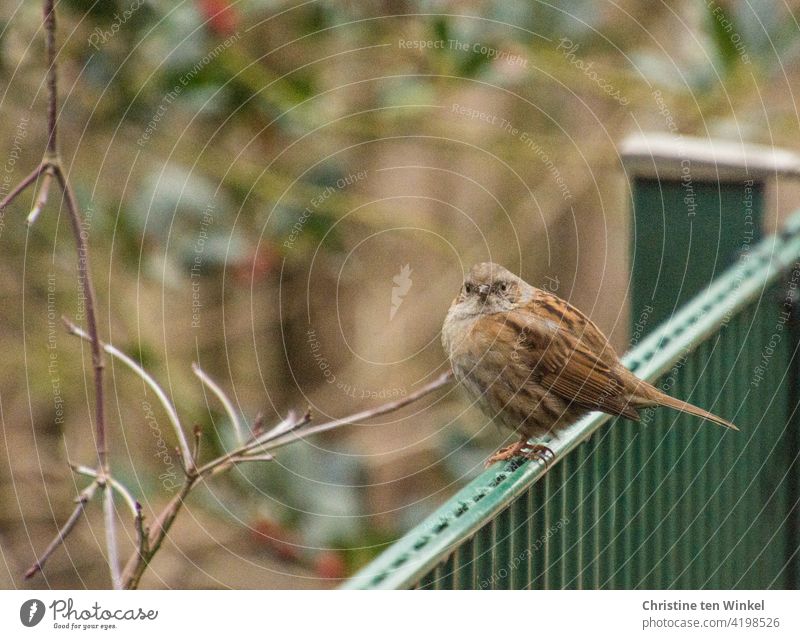 Eine aufgeplusterte Heckenbraunelle sitzt auf einem grünen Stabgitterzaun und schaut erstaunt in die Kamera Vogel Widvogel Prunella modularis Gartenvogel