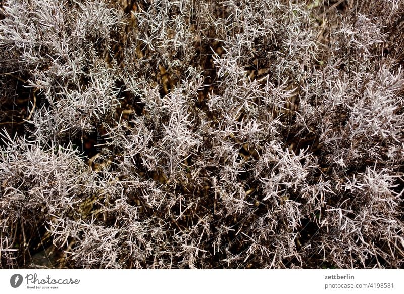 Lavendel nach dem Winter ast blühen blüte dunkel dämmerung erholung erwachen ferien frühjahr frühling frühlingserwachen garten kleingarten kleingartenkolonie