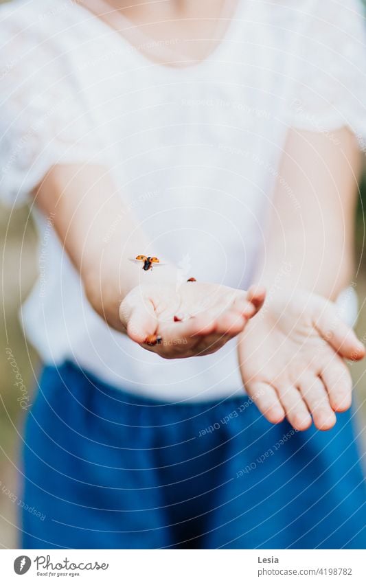 Schöne kleine Insekten. Makro-Fotografie Natur Marienkäfer Frühling Tierwelt Mädchen Mädchenhände Zärtlichkeit Frühlingsstimmung glückliches Kind Spaziergang