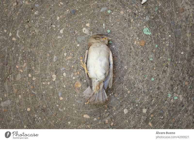 Ein totes Exemplar von Passer domesticus, oder Haussperling. Er gehört zu den üblichen Vögeln in ländlicher und städtischer Umgebung, aber sein Bestand ist rückläufig und in seiner Existenz bedroht. Aragonien, Spanien.