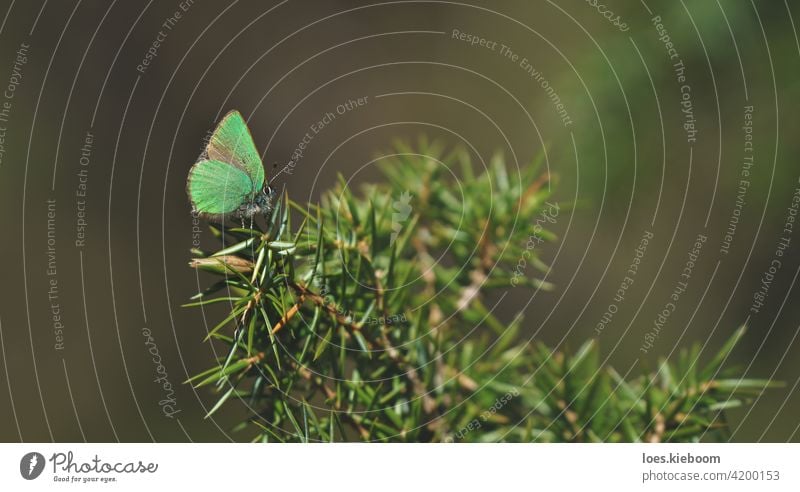 Friedliche Frühlingsszene mit grünem Haarschmetterling in einem immergrünen Wald auf einem Wacholderstrauch, Tirol, Österreich Schmetterling Grüner Haarbüschel