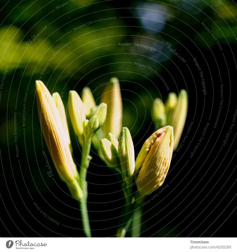 Aufbruchstimmung Blumen Blüte Lilien kraftvoll Erwartung Licht Pflanze Natur Nahaufnahme